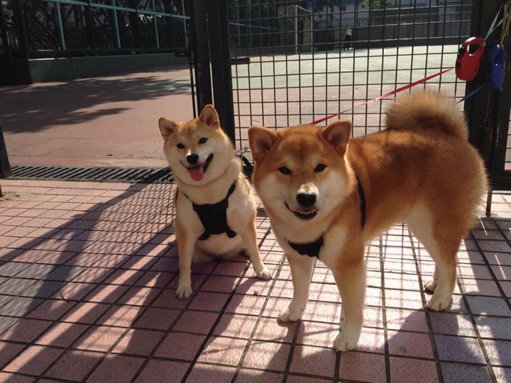 西甲裁判吹罚尺度演变对比赛节奏的微观影响，足球裁判吹哨视频