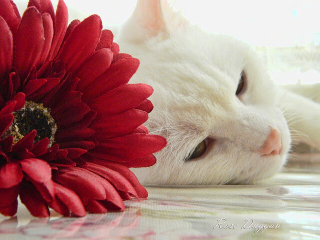 青少年体育社交行为及网络互动研究,青少年体育发展现状调查研究