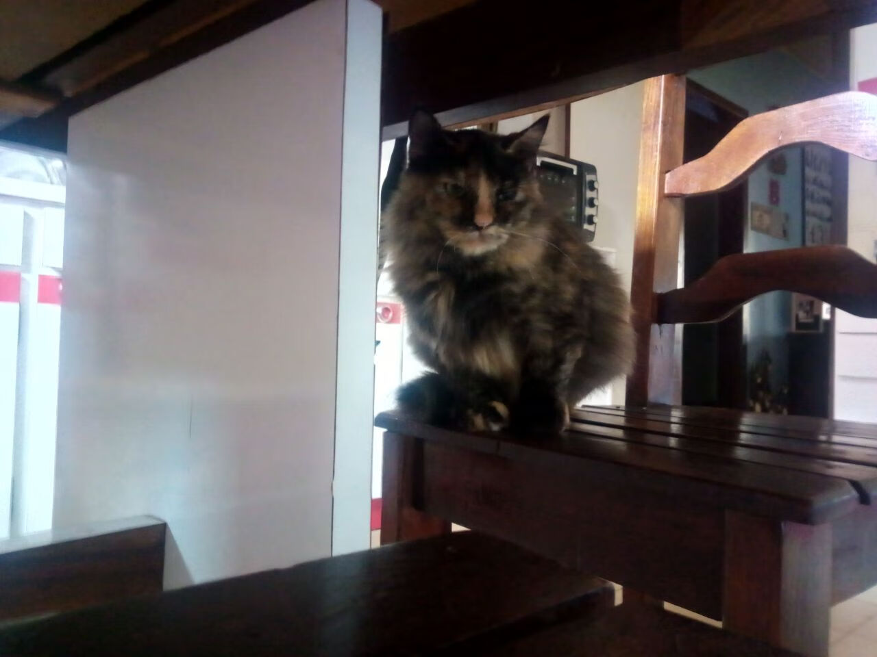 WTT大满贯中国队包揽全部金牌,wtt大满贯赛