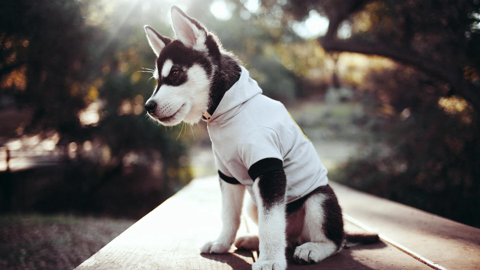 开云体育app下载-中国男篮全力备战亚洲杯赛事，中国男篮亚洲杯预选赛赛