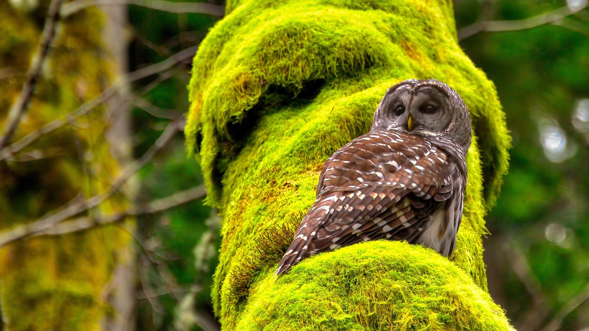 武术进校园活动融合地域特色文化,武术进校园活动报道