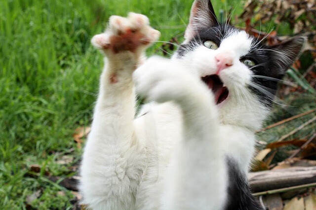 中国女排年轻副攻逐渐展现统治力,中国女排的副攻