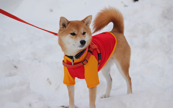 开云体育网址-艾比·德尔福：稳定防守助力南非队封锁对方进攻通道，艾比里德尔hp