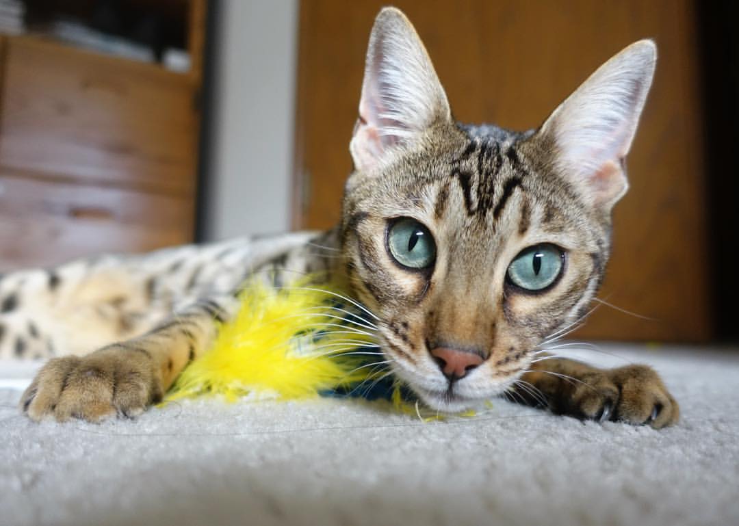 足球校园联赛首次实行电子评分系统提升效率,校园足球联赛文件