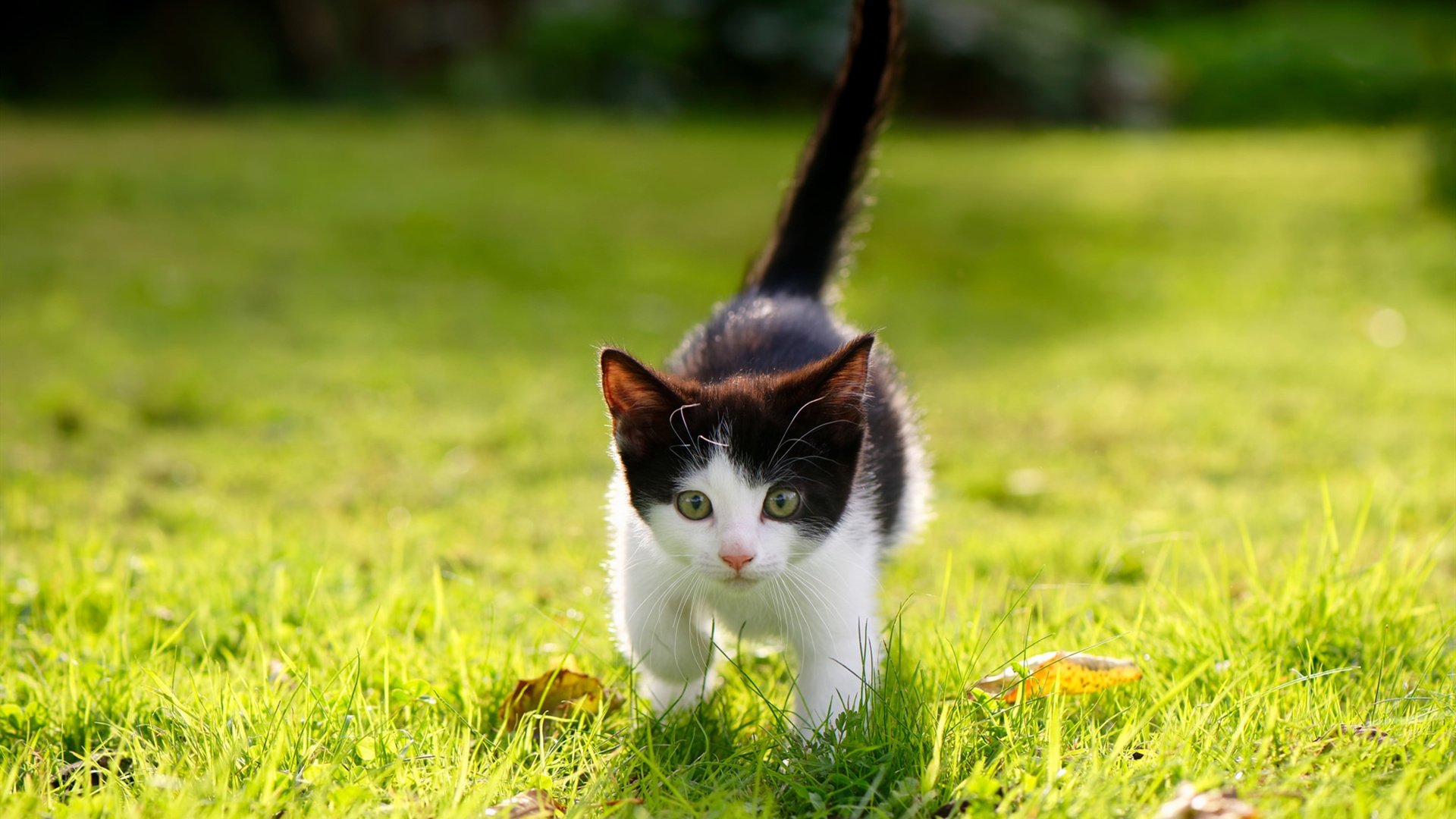 开云官方网-青少年篮球赛后评估引入教练多维打分系统提升反馈效率，中国青少年篮球训练教学大纲测试指标