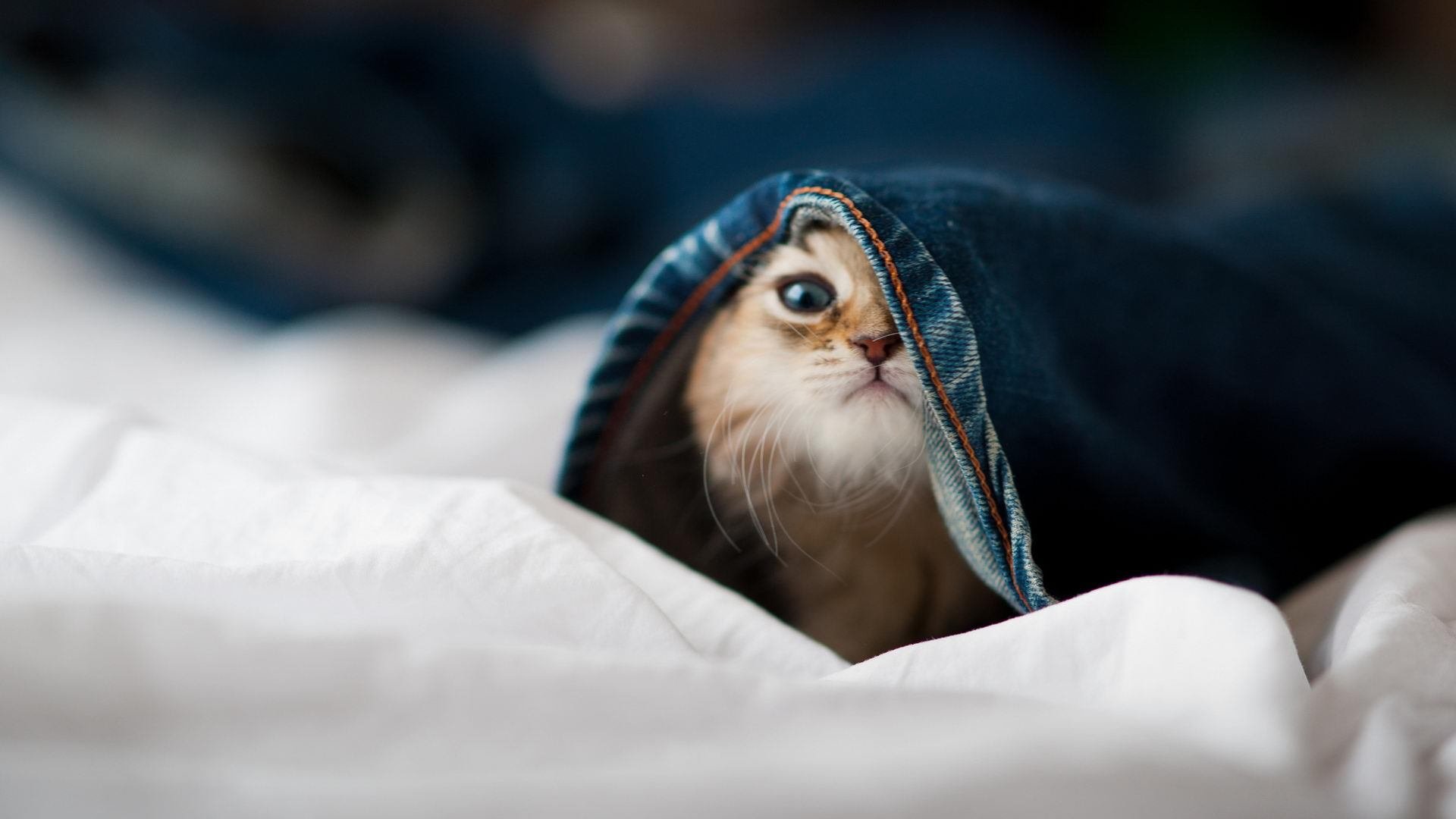 中国篮球是否推动青少年篮球赛事的标准化建设,全国青少年篮球特色学校标准