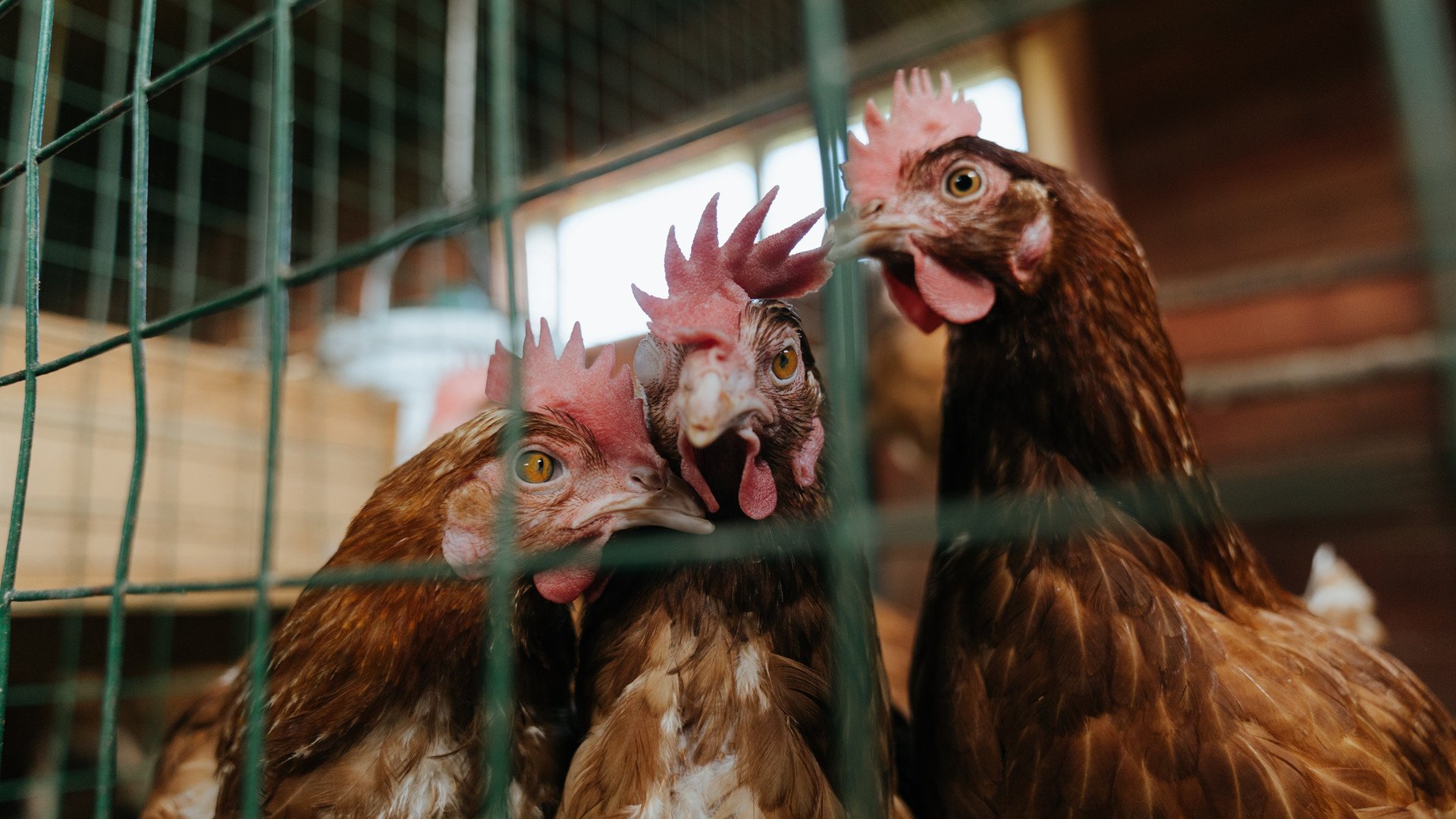 中国足球青少年足球训练注重技术与心理并重，中国青少年足球发展路径选择