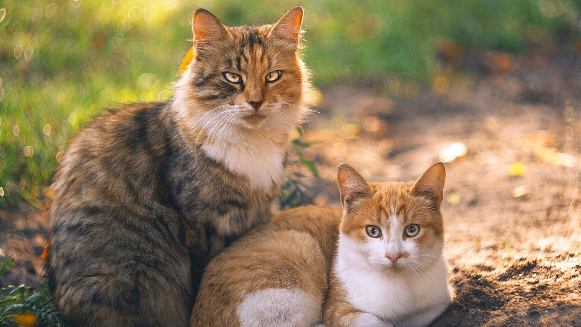 五大联赛双线作战球队疲劳问题凸显，足球双线作战什么意思