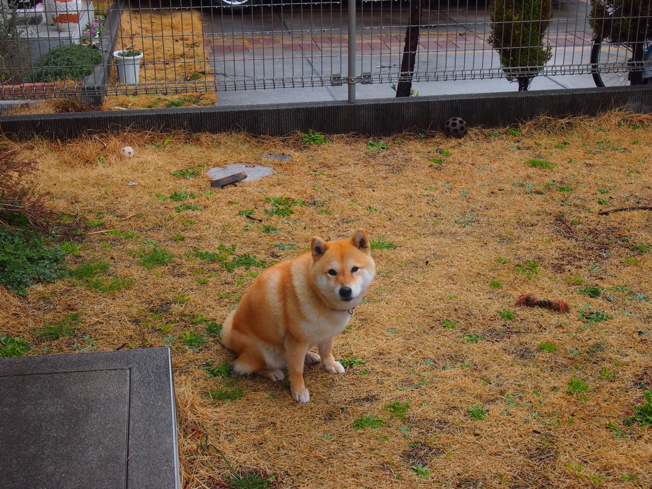 开云体育足球-俱乐部联合高校开展青少年运动员科学训练研究项目，青少年运动培训