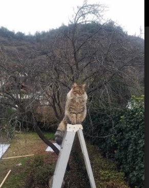 周建忠,投案了!,周建成简介